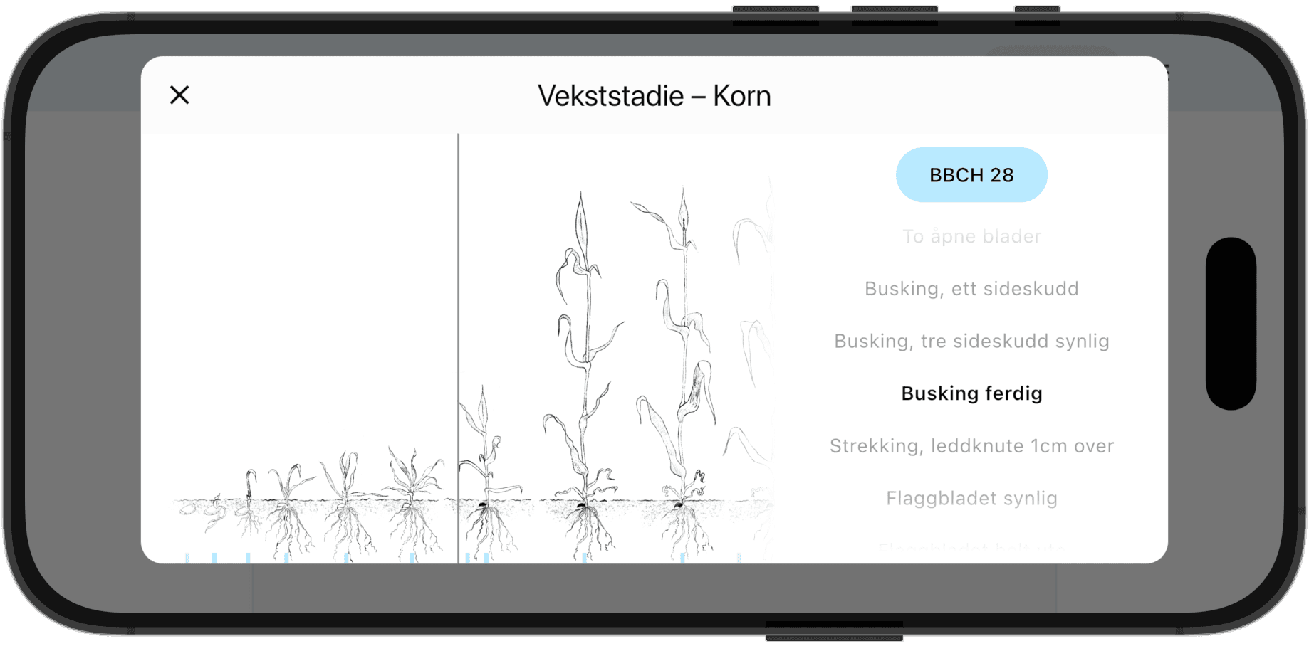 Vekststadier i korn